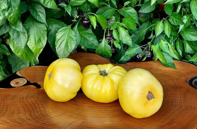 Dwarf Sweet Sue paradicsom, Lycopersicum esculentum, paradicsom